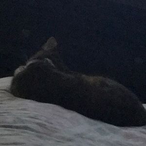 Meet your Posher, Genesis